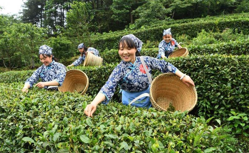 Девушки собирают чай китайский