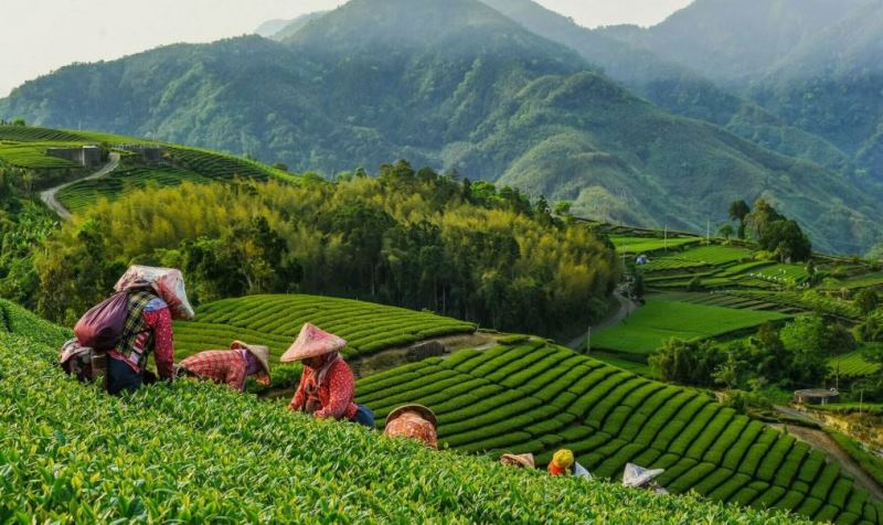 Китайский чай покоряет Запад