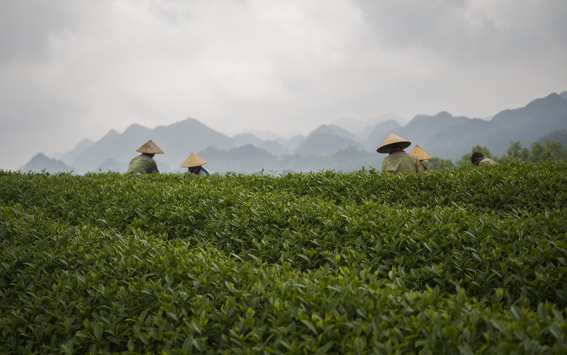 Плантации чая габа